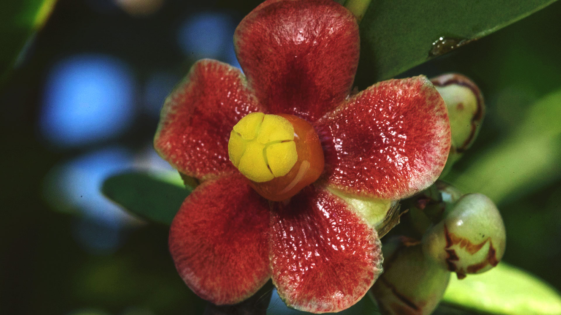 Flor da clusia: seu interior é avermelhado com o centro amarelo. Sua textura parece molhada, quase como uma fruta.