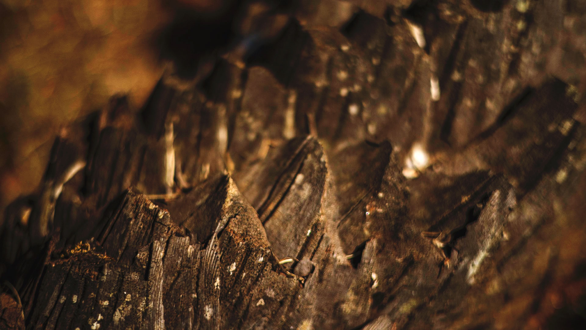 Detalhe do tronco do coco-da-serra, que tem aparência acidentada, com pontas na superfície.