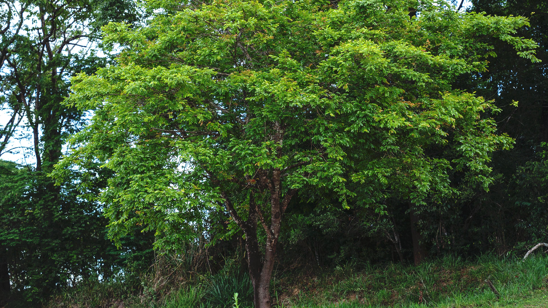 Espécie de copaíba nos jardins do Inhotim. Suas folhas e galhos são vastos, formando uma densa camada.