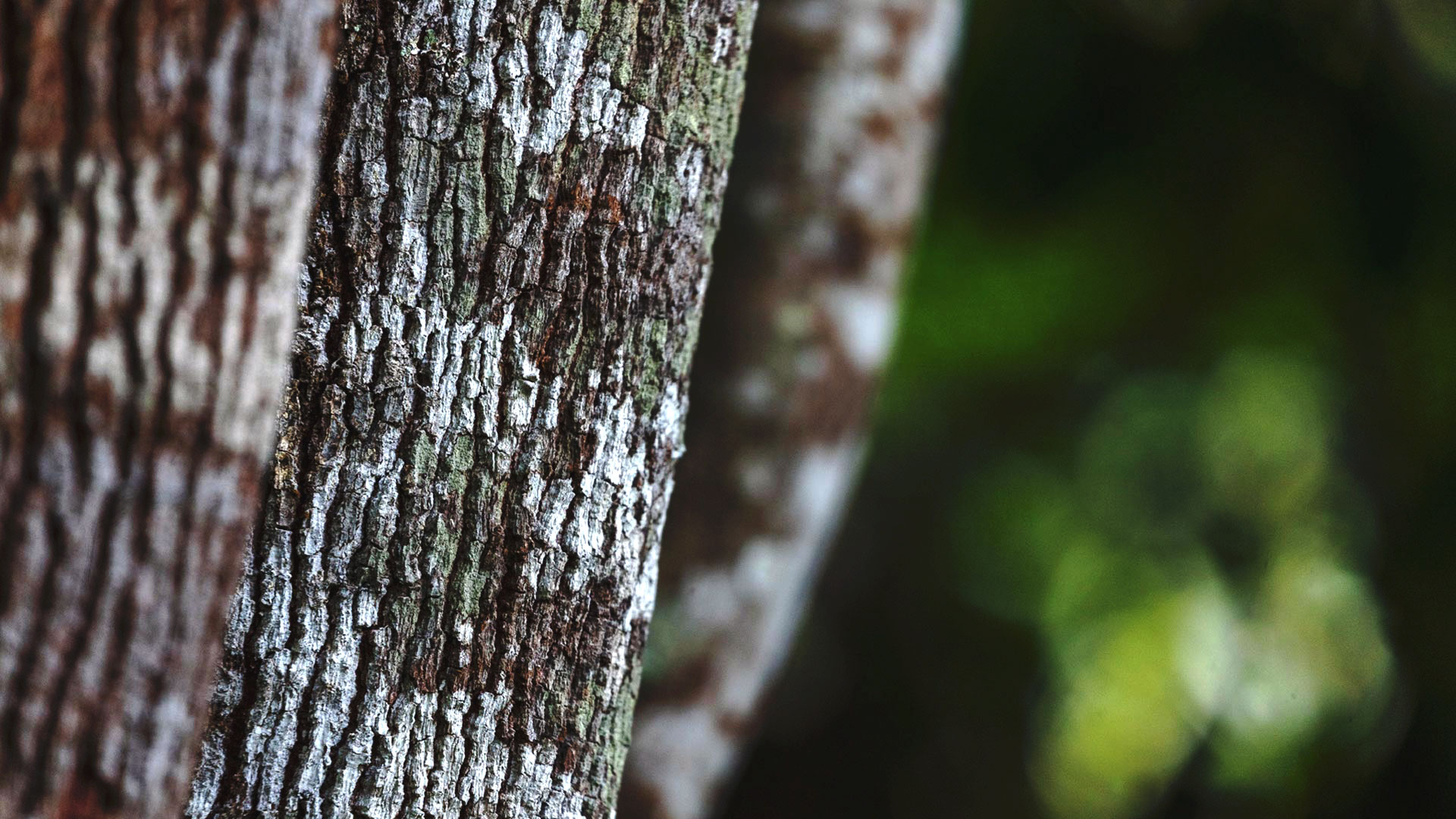 Detalhe do tronco da copaíba, que tem coloração acinzentada e textura acidentada.