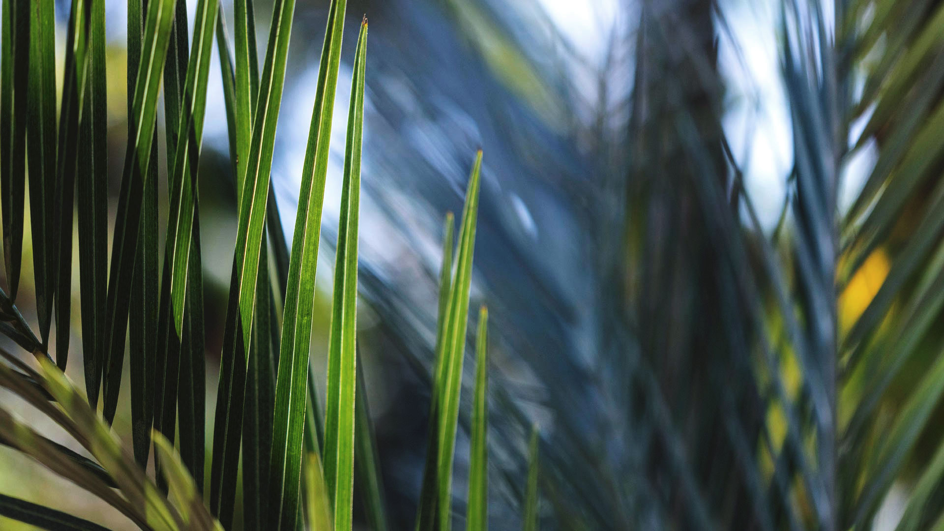 Detalhe das folhas do coquinho-do-cerrado, que têm o formato alongado e lanceolado.
