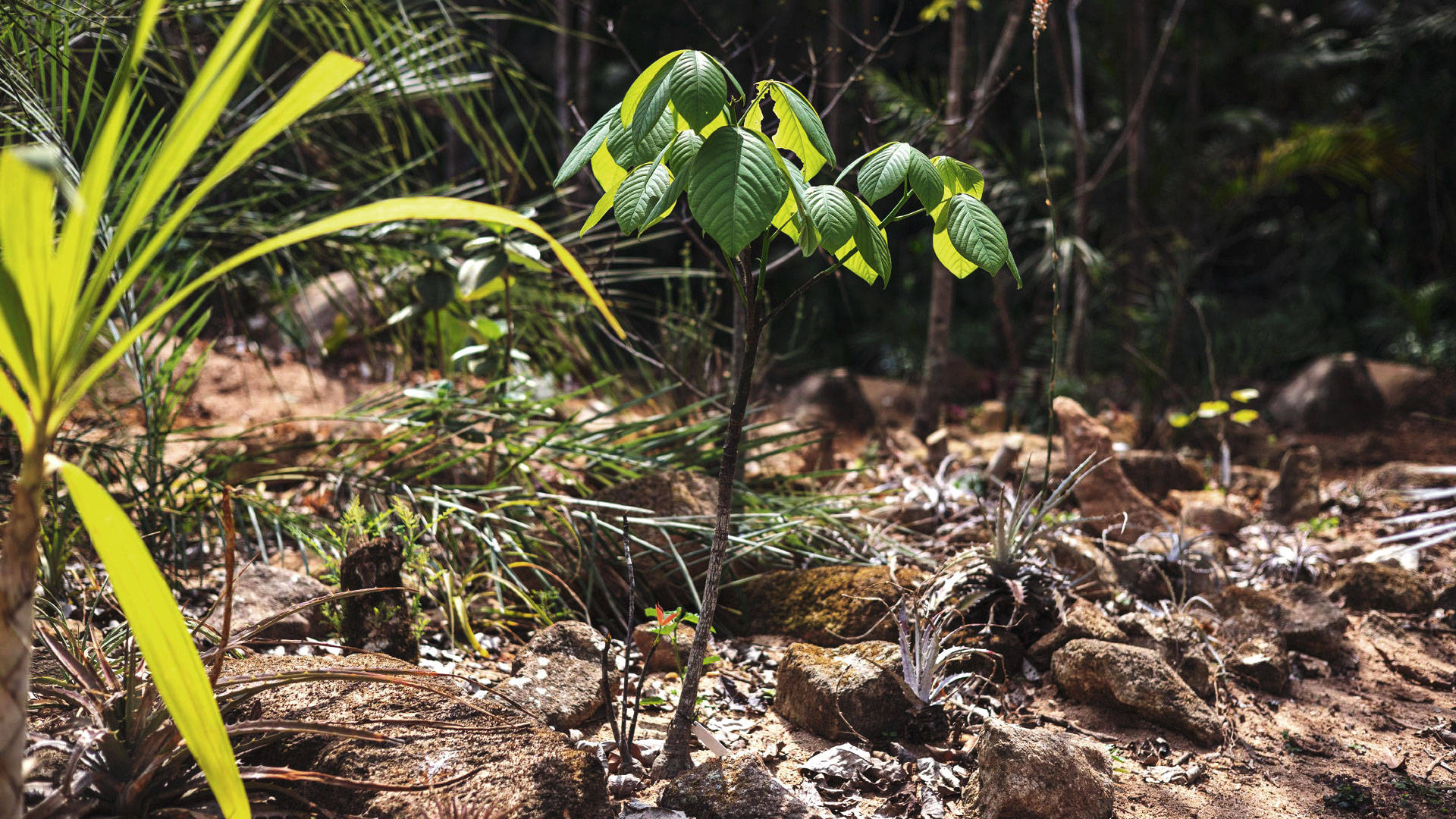 Embiruçu-campestre nos jardins do Inhotim.