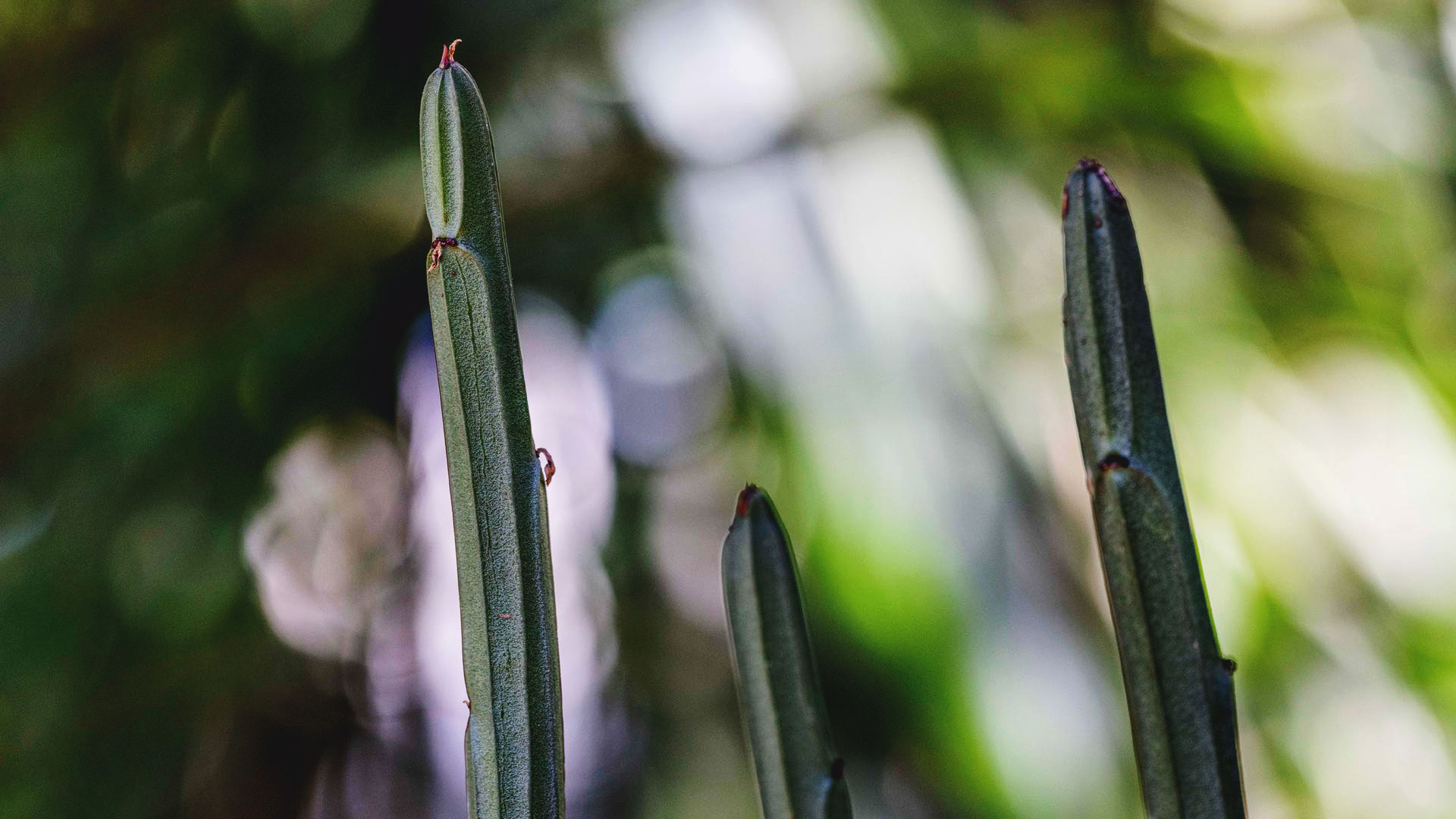 Detalhe dos galhos da Euphorbia phosphorea, que são alongados e tem a cor esverdeada.