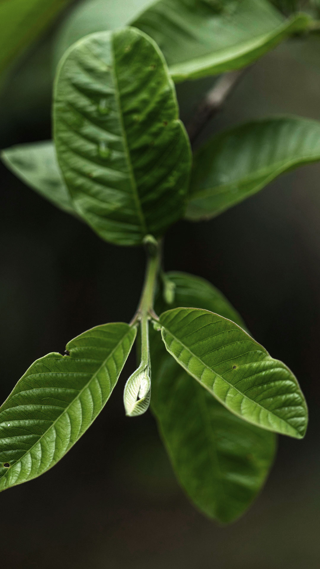 Folhas da goiaba: verdes, arredondadas e lisas.