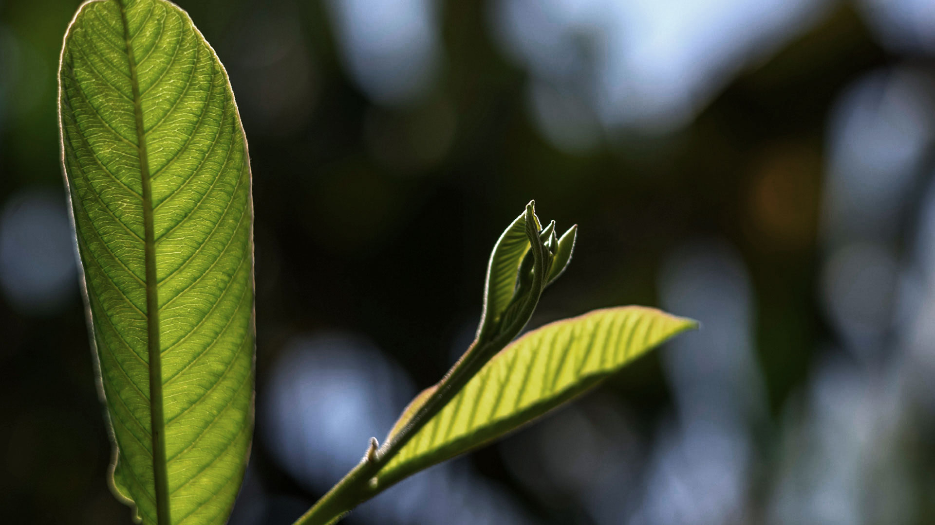 Detalhe de folhas da goiaba e um novo ramo desabrochando.