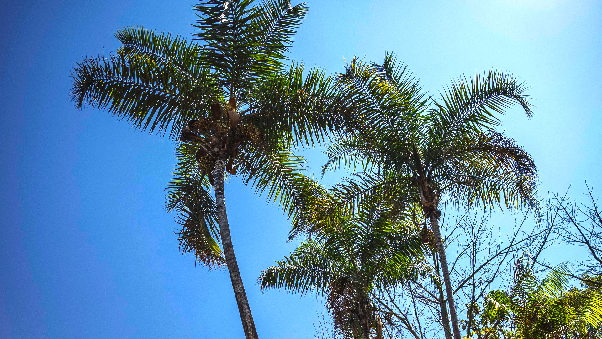 Guerobas plantadas nos jardins do Inhotim se destacam pela sua altura, que pode chegar a até 20m.