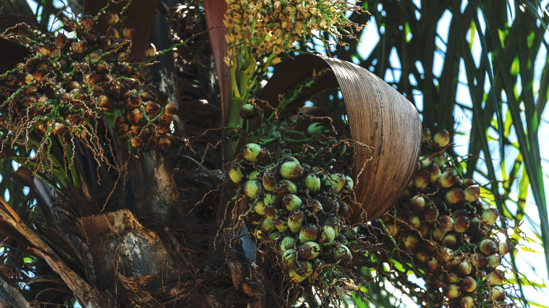 Detalhe dos frutos da gueroba, que são verde-claro e se encontram na parte alta da árvore.
