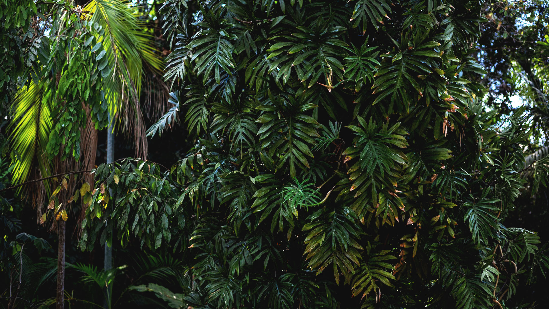 Várias folhas de imbê-costela agrupadas. Suas folhas são verde-escuro, alongadas e lisas.