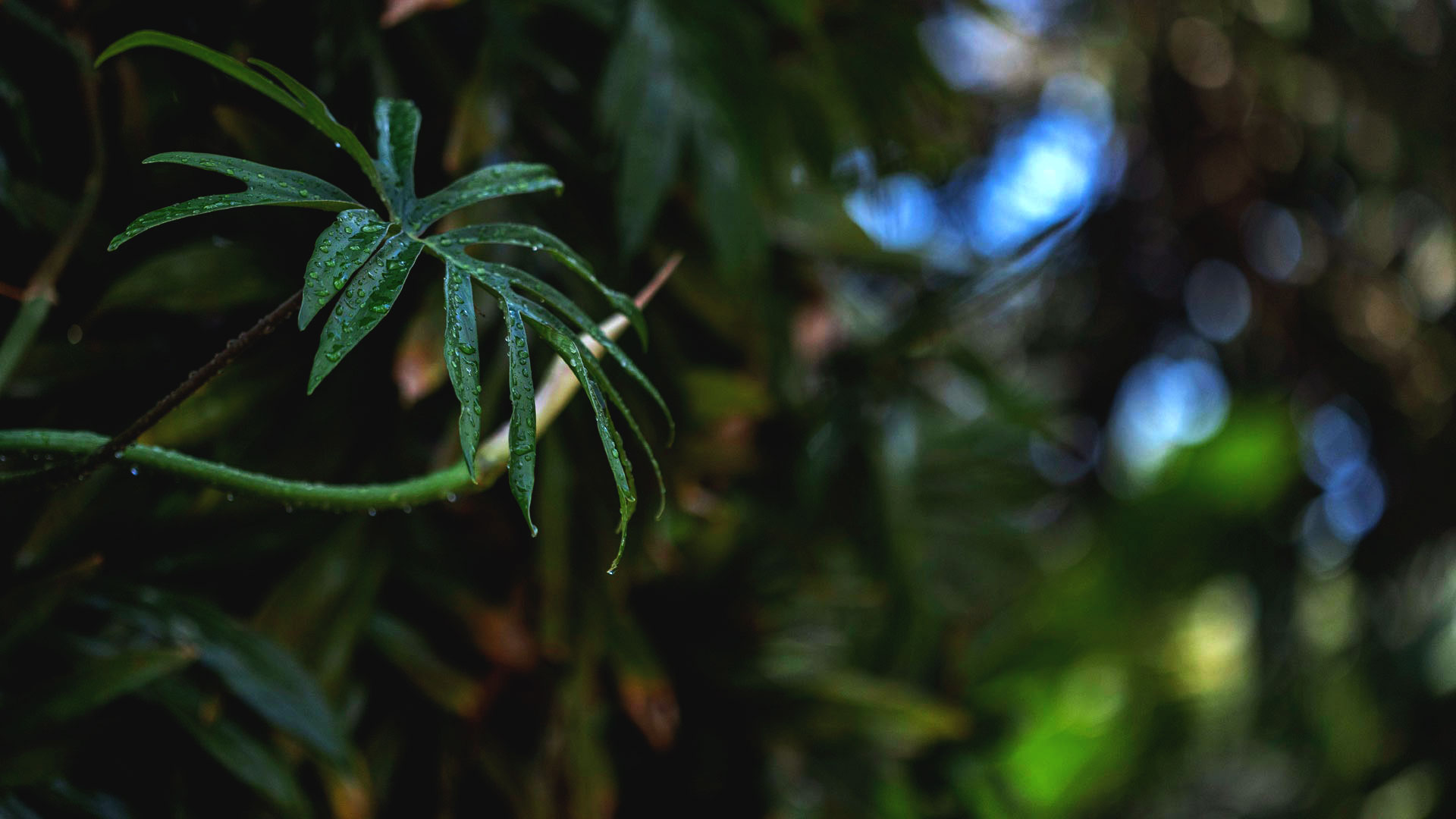 Detalhe da folha de imbê-costela. Sua aparência é verde-escuro, lisa e o formato da folha é alongado.