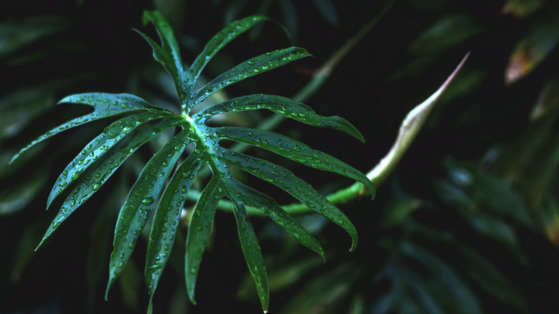Detalhe da folha de imbê-costela. Sua aparência é verde-escuro, lisa e o formato da folha é alongado.