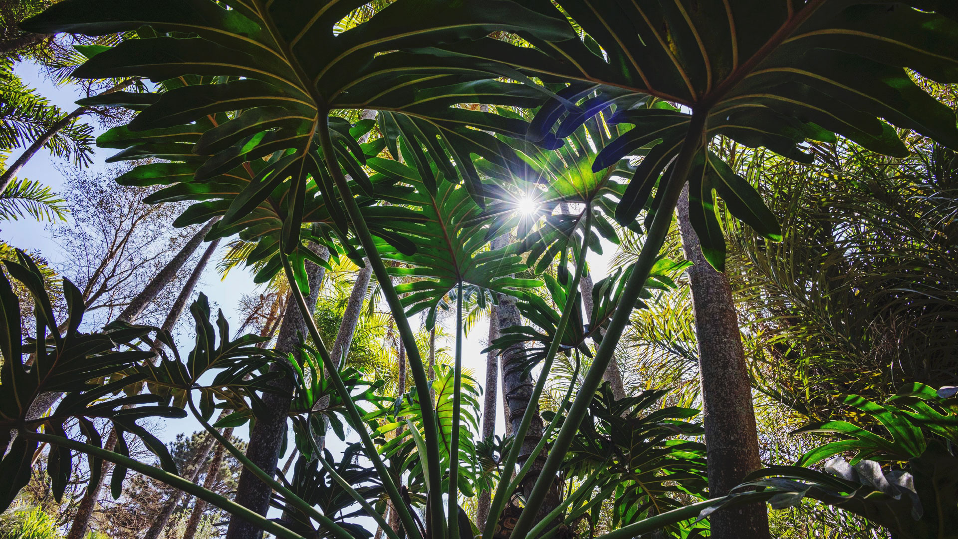 As folhas do imbê são lisas, de cor verde-escuro, e têm formato alongado.