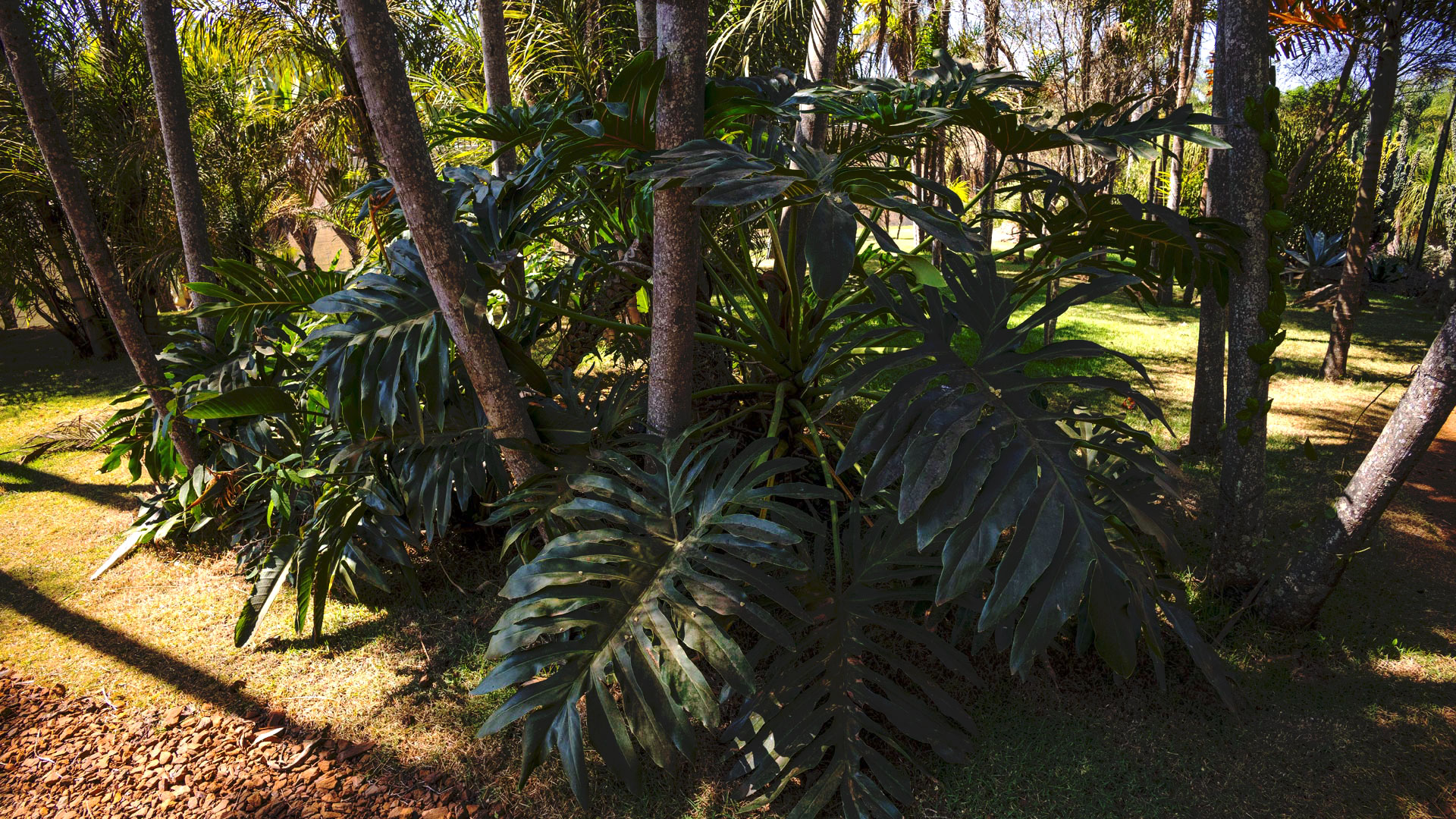 Imbê plantado no solo de um dos jardins do Instituto Inhotim.