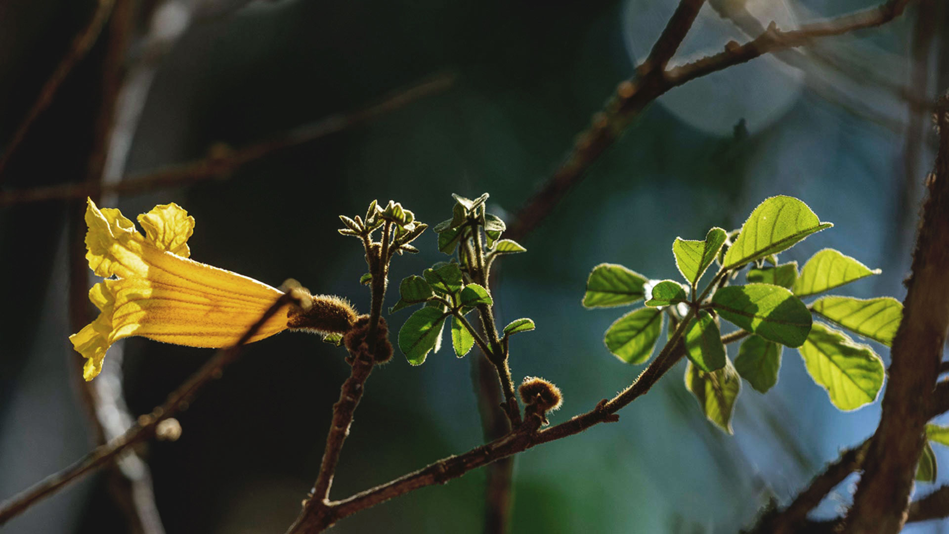 Detalhe da flor do ipê-amarelo, uma das espécies mais populares do Cerrado.