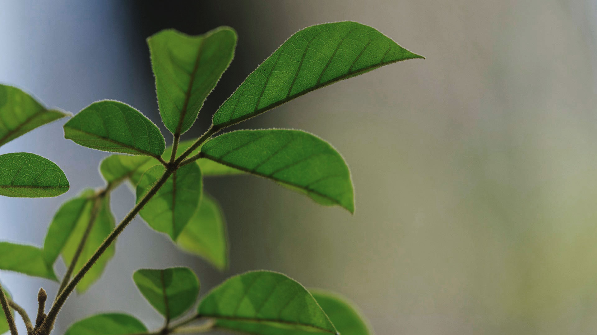 Detalhe das folhas do ipê-amarelo, que são delicadas, verdes, e agrupam-se na ponta do caule.
