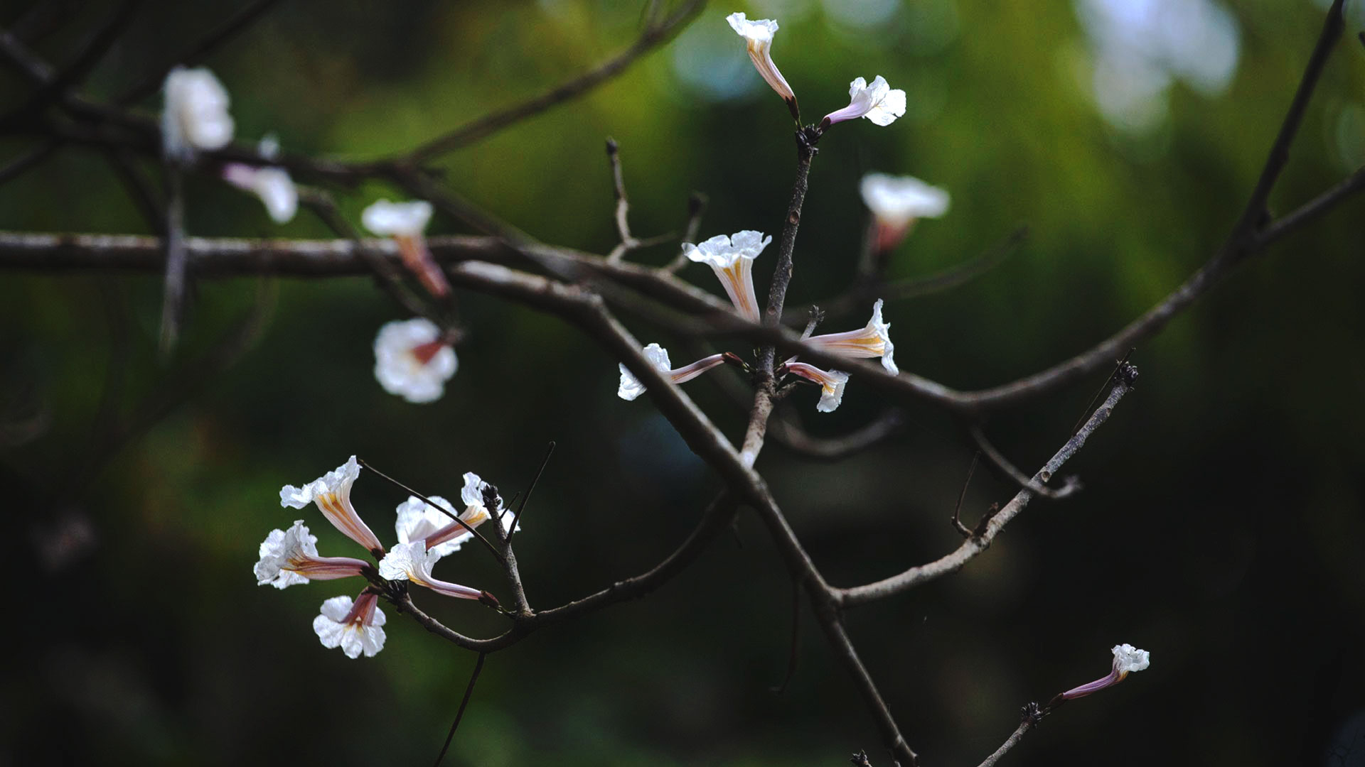 Detalhe das flores do ipê-branco, que têm formato de trompete e uma leve coloração rosada no seu centro.