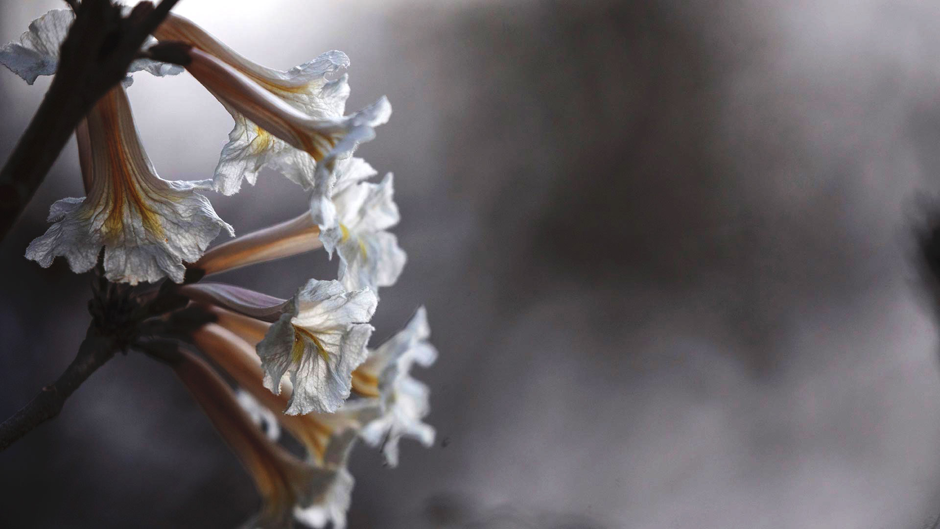 Outra perspectiva das flores do ipê-branco. A coloração rosada do miolo se destaca ao branco das pétalas.