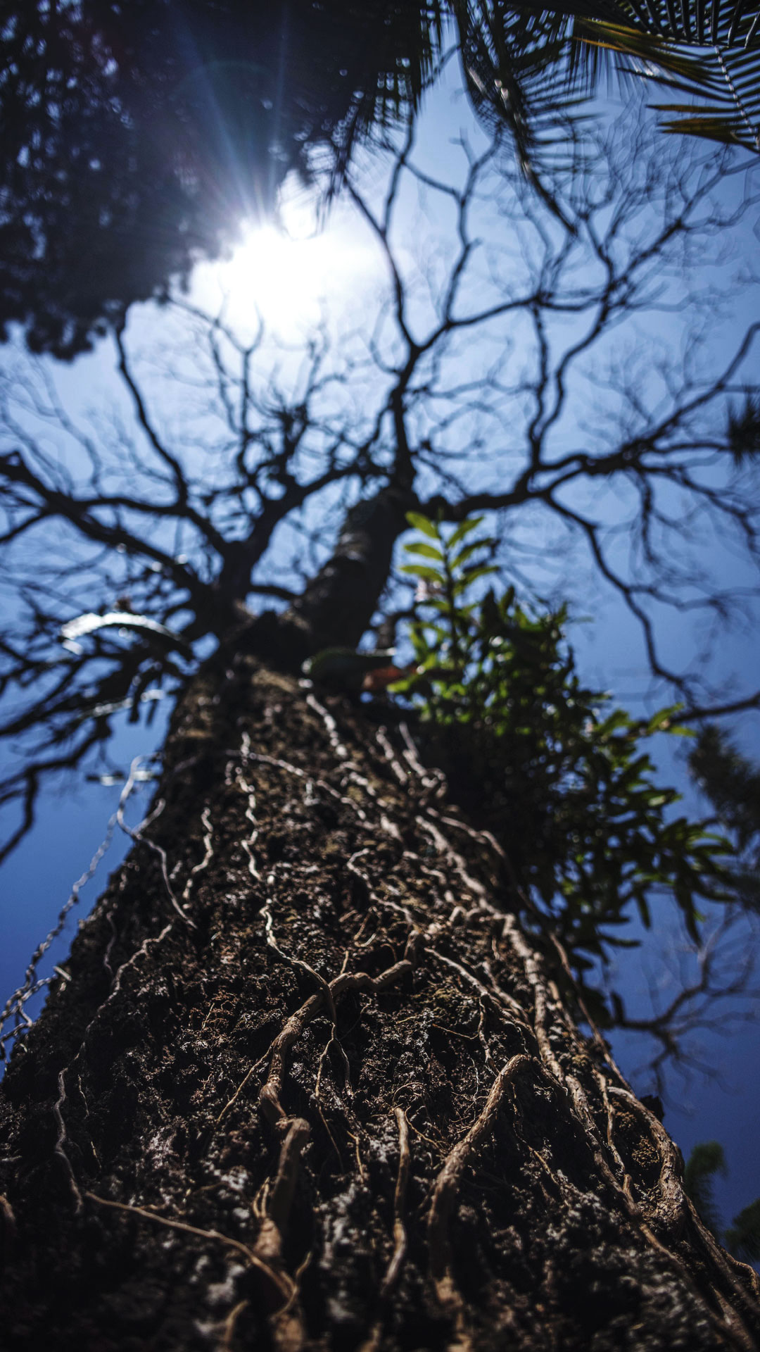 Tronco do ipê-roxo, com destaque para o contraste dos galhos com o céu.
