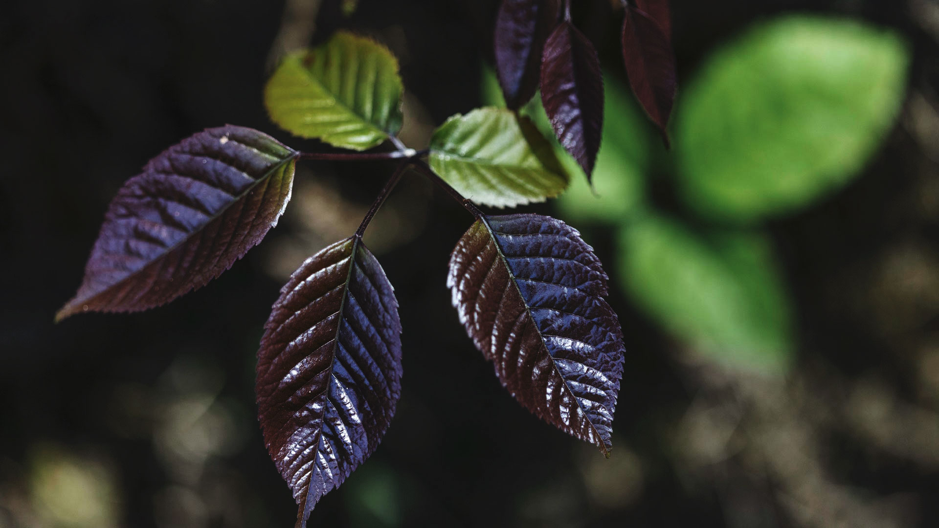 Folhas do ipê-roxo. Aparentam ser grossas e as cores variam entre verde-oliva e um leve arroxeado.