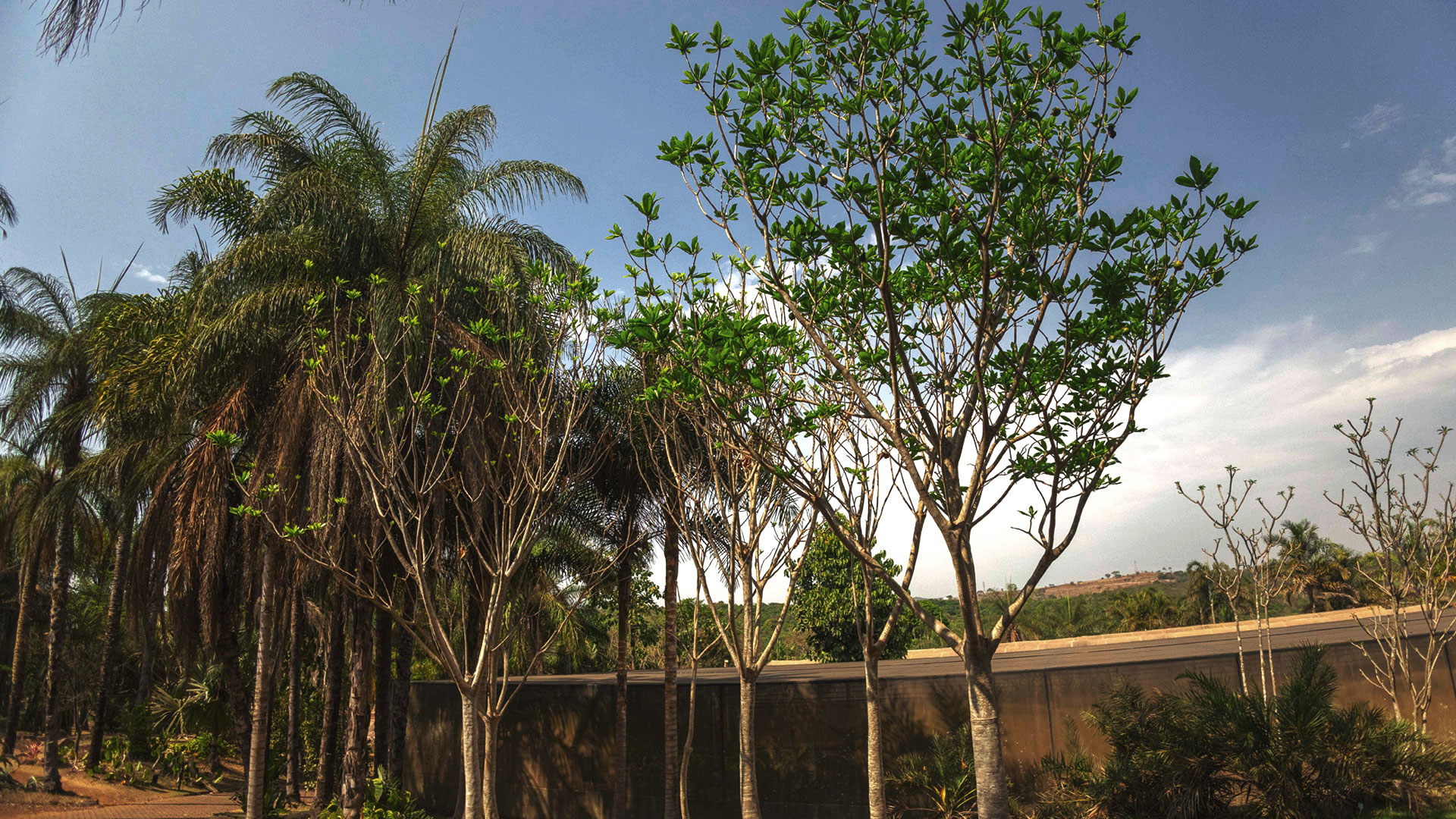 Árvores de jenipapo próximas a um dos lagos do Instituto Inhotim. Seus galhos e folhas crescem para cima, formando uma espécie de coroa.