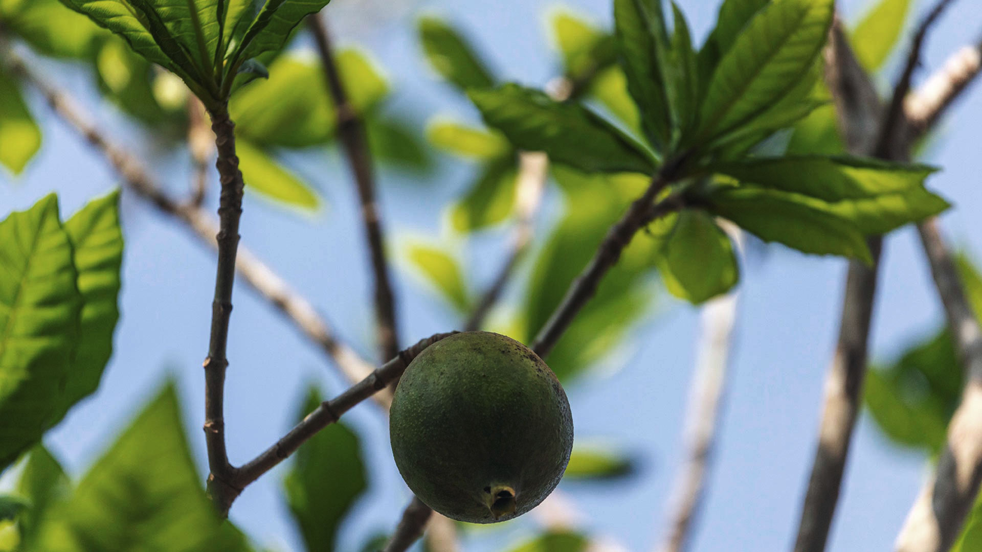 Detalhe do fruto no jenipapo, que é verde e arredondado. Folhas esverdeadas aparecem ao fundo.