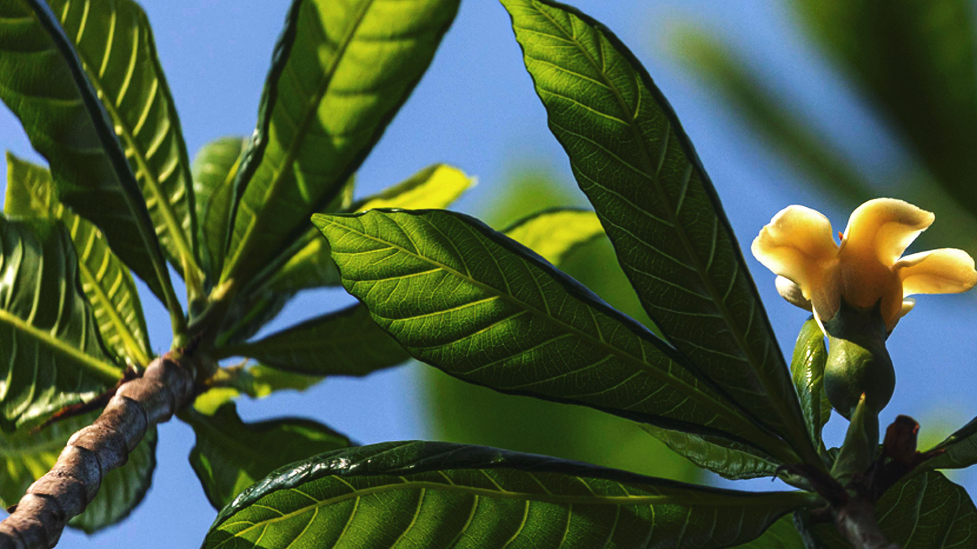 Destaque de folhas do jenipapo, que são esverdeadas e marcadas, e uma flor de cor laranja claro.