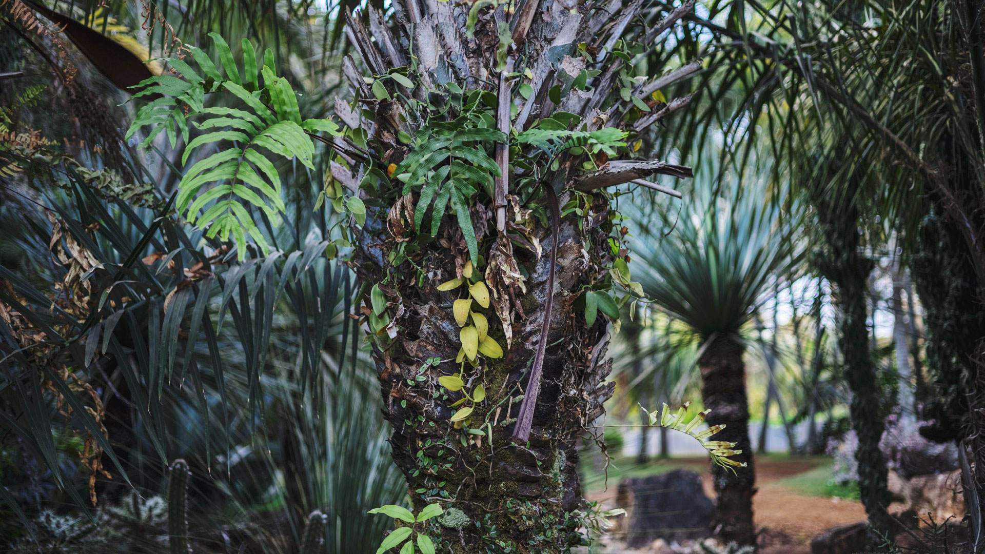 Tronco e folhas do licuri. O tronco apresenta diferentes texturas e as folhas do licuri são alongadas.
