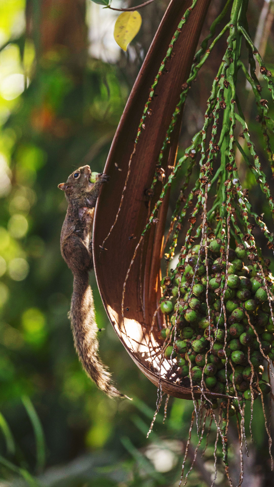Frutos do licuri pendendo de um cacho prestes a serem apreciados por um pequeno esquilo.