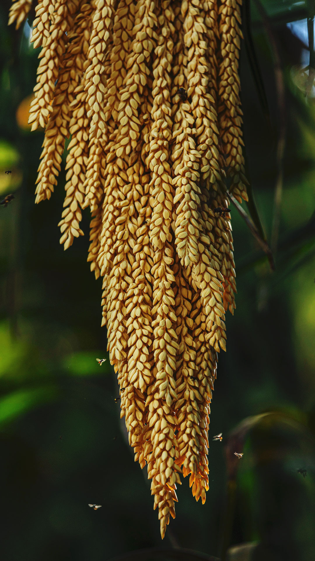 Flores do licuri. Apresentam coloração amarelada e pendem em cachos.