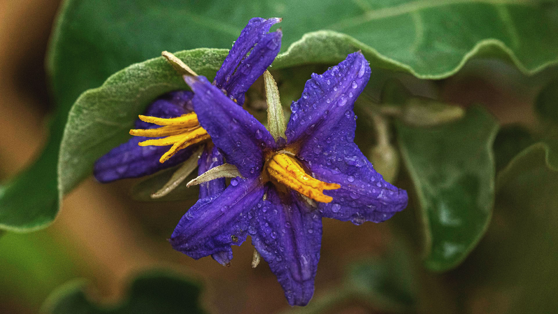 Flor da lobeira: suas pétalas são violeta e têm formato de estrela. O miolo interior é amarelo, tem formato de caule e estende-se para fora das pétalas.