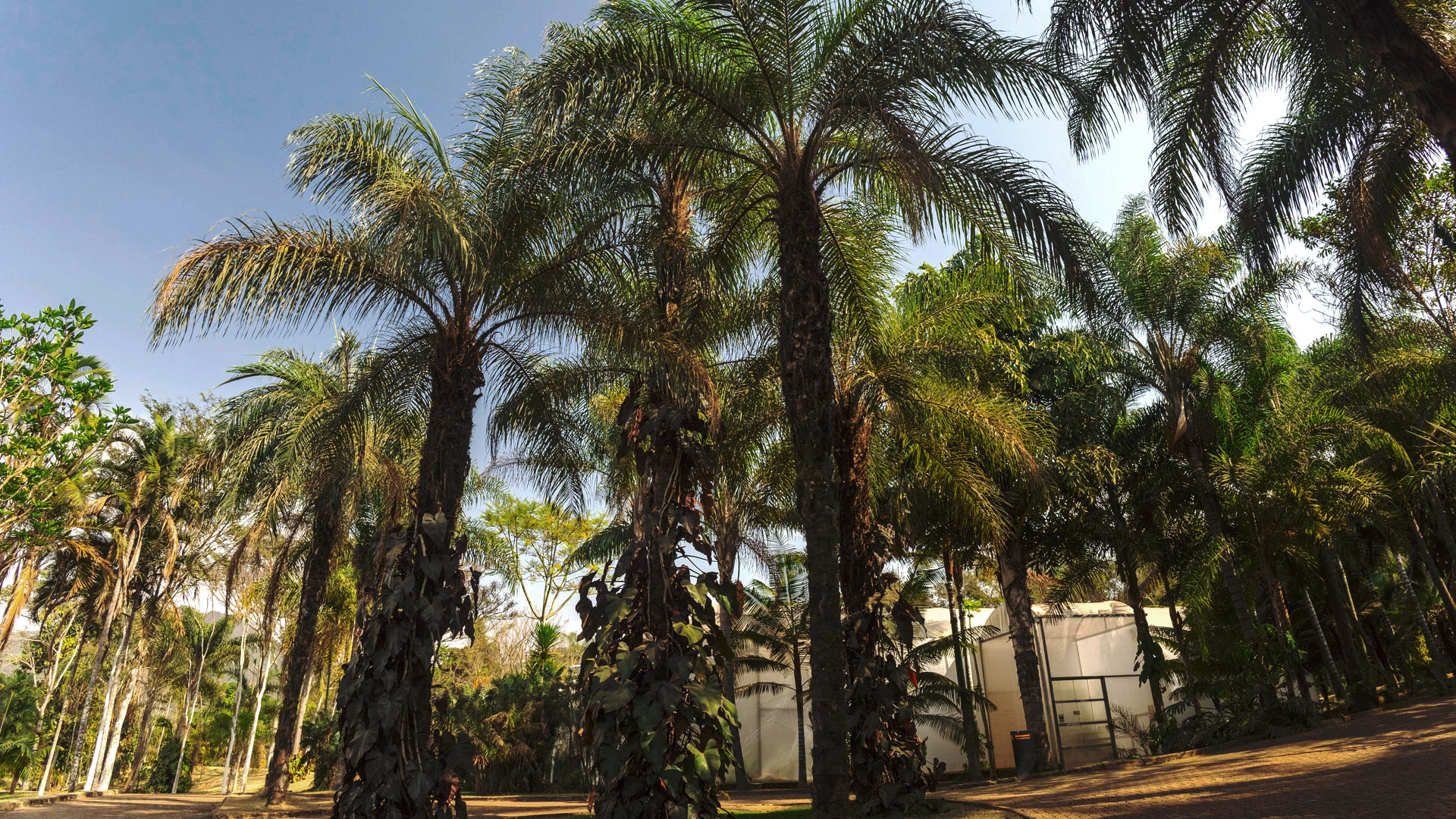 Macaúbas plantadas em um dos jardins do Inhotim. A luz do sol ilumina suas folhas e destaca os tons de verde.
