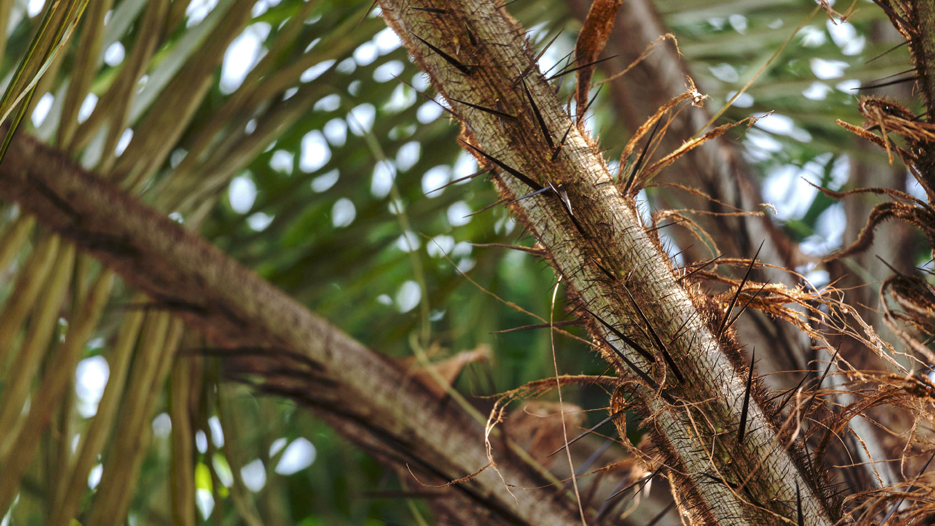 Detalhe dos espinhos e folhas de macaúba.