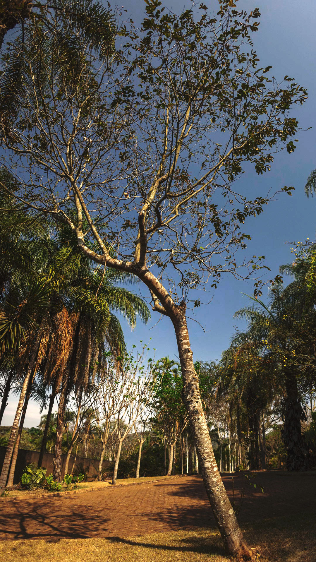Árvore da mamica-de-porco nos jardins do Inhotim. O tronco é encurvado e fino.