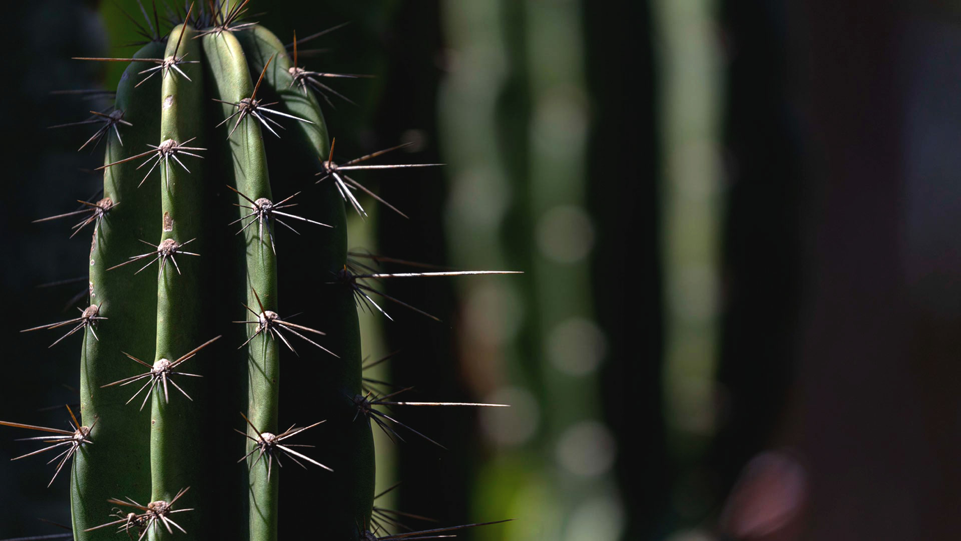 Detalhe dos espinhos do mandacaru, que se estendem por toda sua superfície.