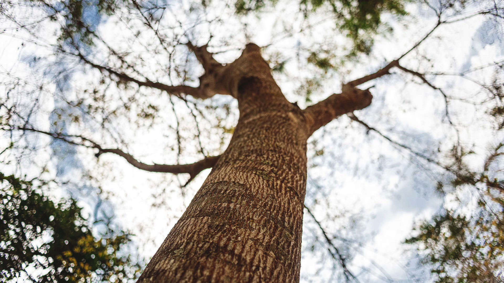 Detalhe do tronco da mirindiba-rosa.O tronco apresenta delicadas ranhuras e os galhos contrastam com o céu.