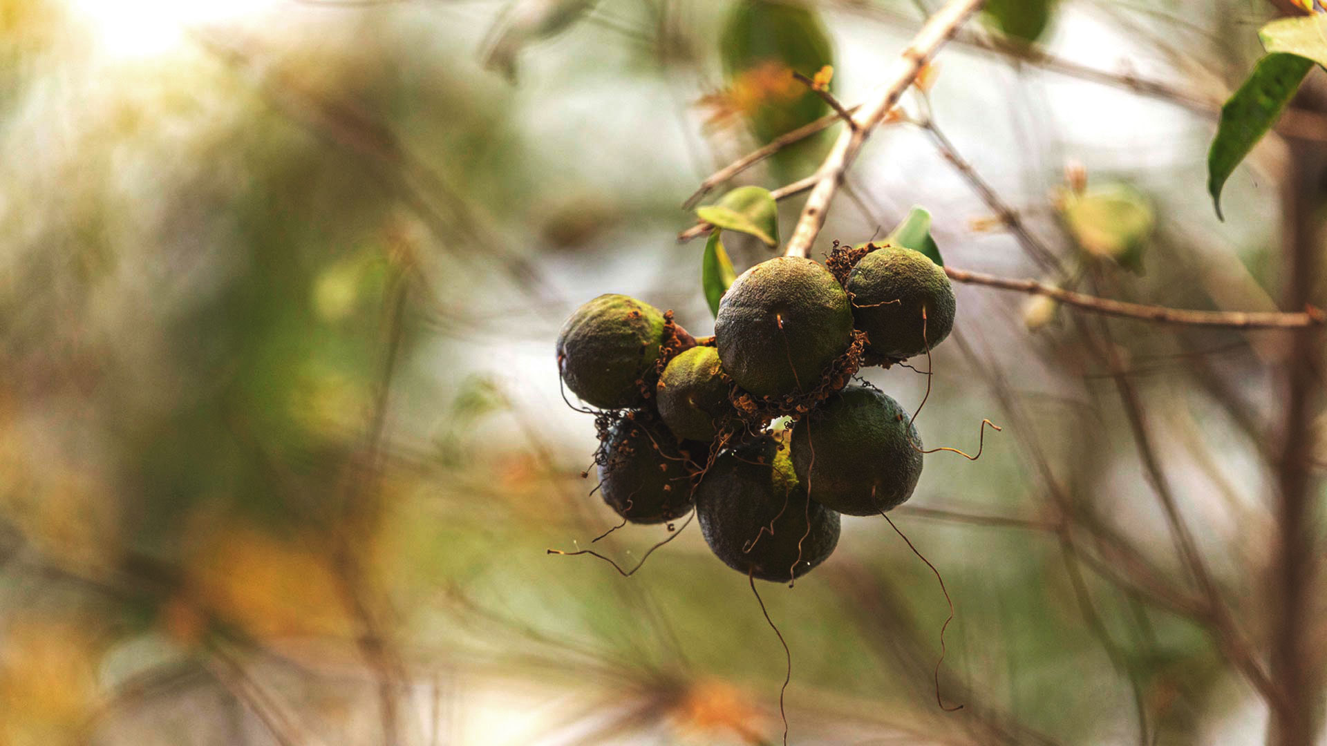 Frutos da mirindiba-rosa agrupados na ponta de um galho.