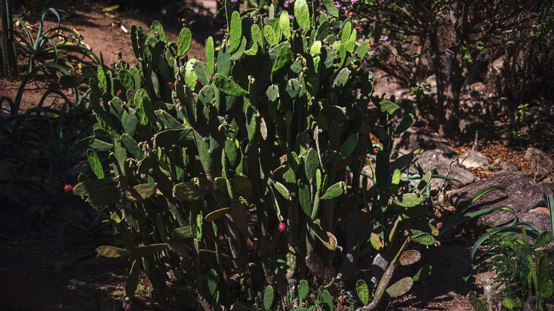 Vários ramos de palma-doce no Instituto Inhotim. Algumas flores rosadas também são vistas nas pontas dos ramos.