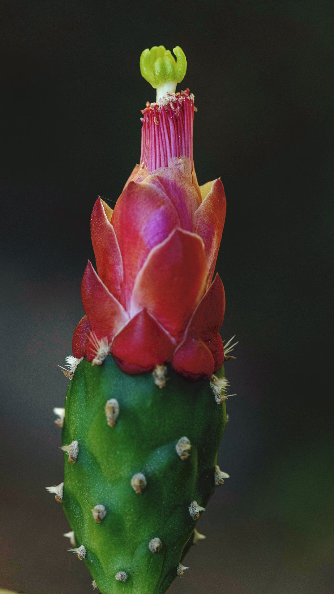 Detalhe para flor de palma-doce e uma pequena estrutura na ponta dos estamos.