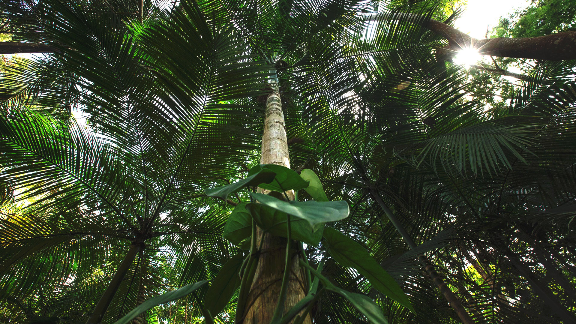 Visão de baixo para cima da palmeira-juçara. Seu tronco é liso, com poucas texturas. As folhas são lisas, finas e aciculares.