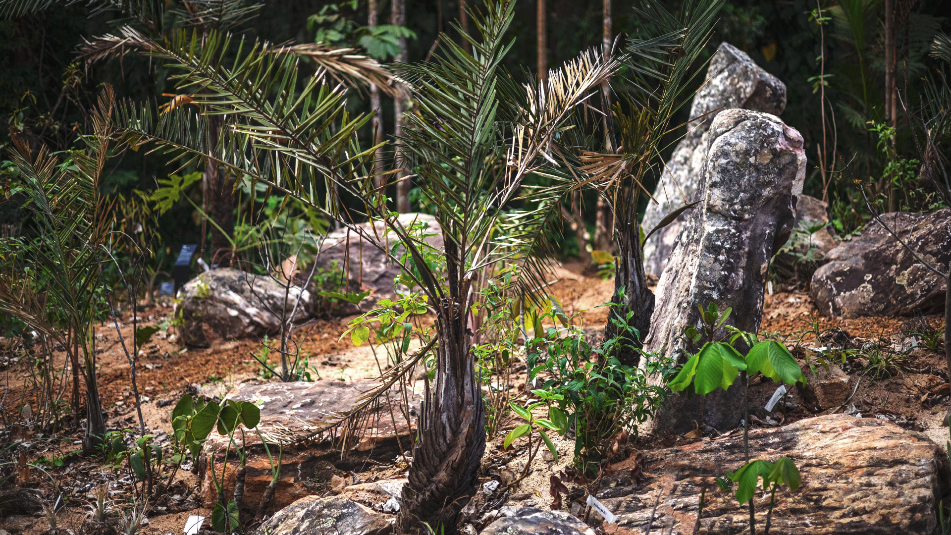 Uma palmeirinha-azul perto de pedras e outras plantas em um dos jardins do Inhotim.