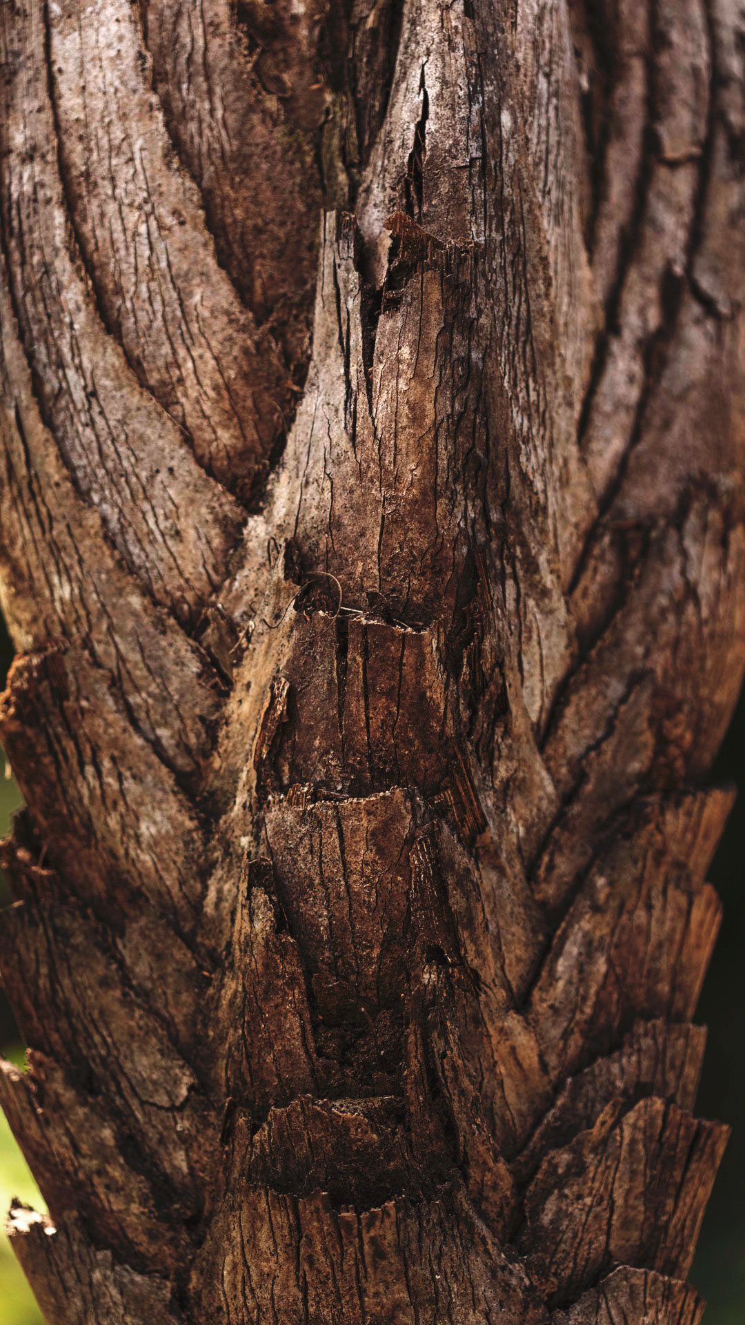 Detalhe do tronco da palmeirinha-azul, que tem lascas e coloração amarronzada.