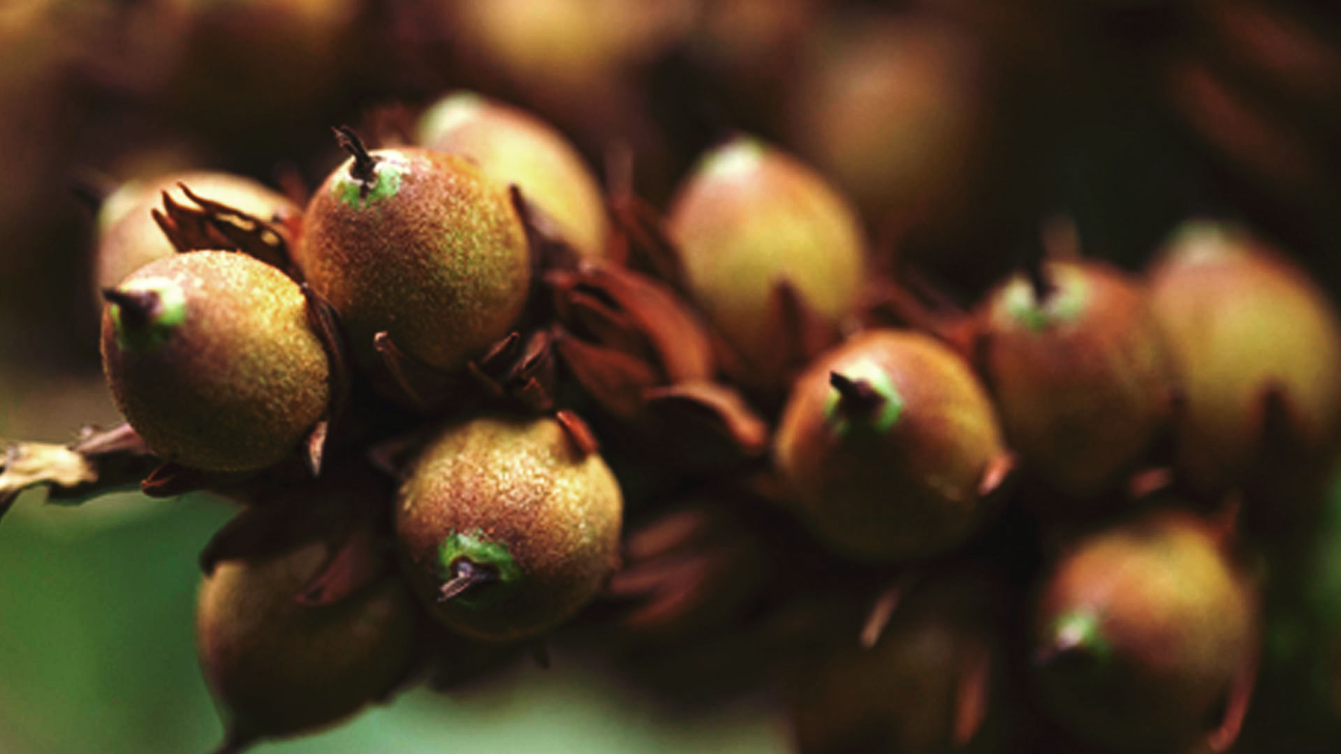 Detalhe dos frutos da palmeirinha-azul, que têm formato arredondado e uma mistura de tons amarelados e esverdeados.