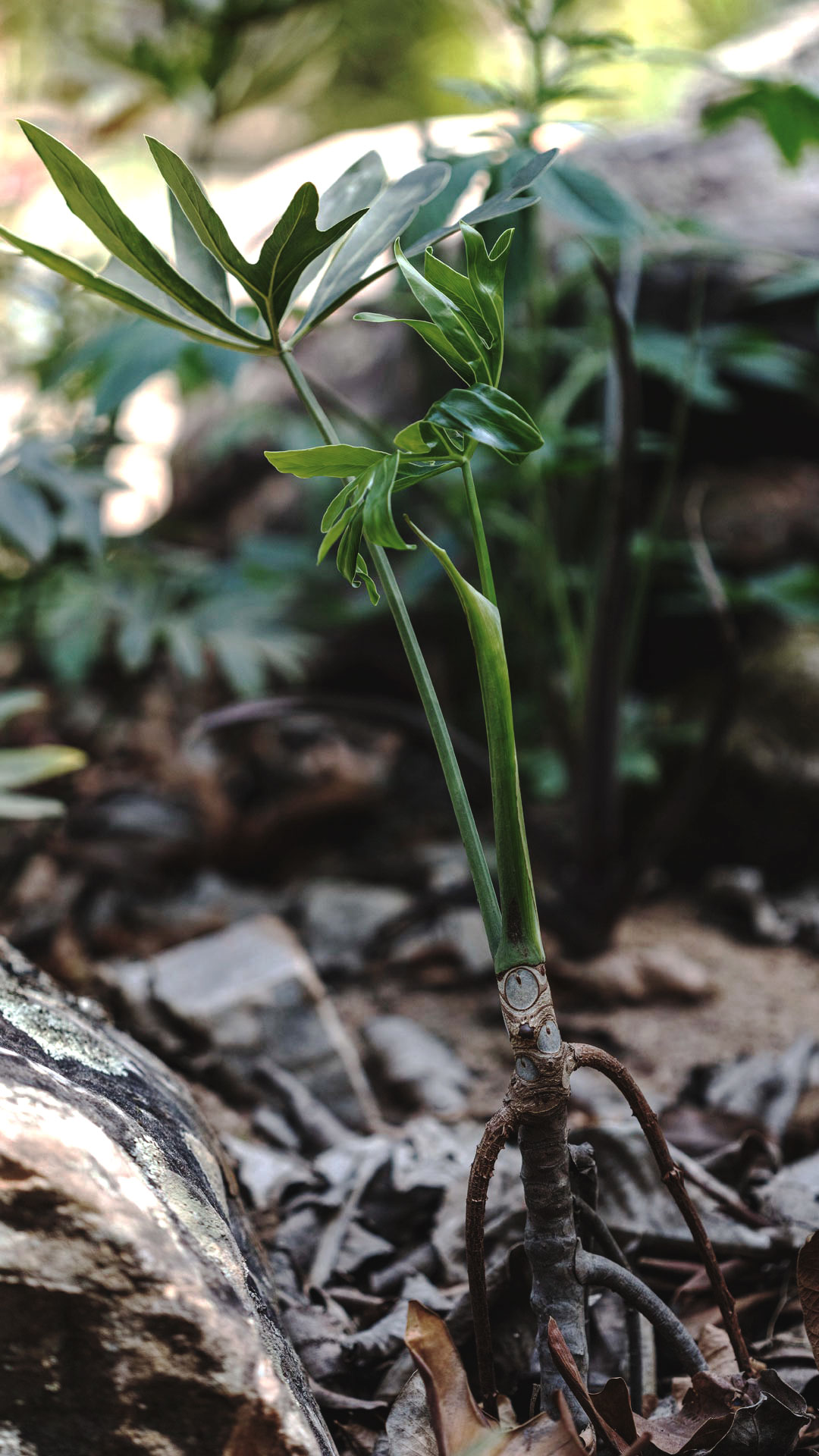 Thaumatophyllum adamantinum plantada em um dos jardins do Inhotim. Um caule verde e comprido brota dando origem à folhas lisas e verde-escuras.