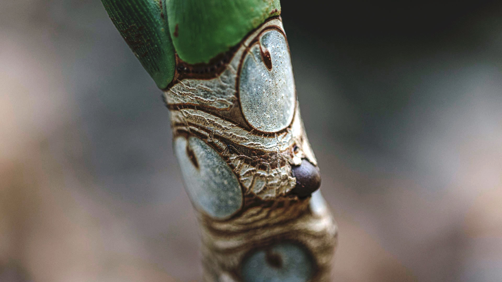 Detalhe da Thaumatophyllum adamantinum nos jardins do Inhotim.