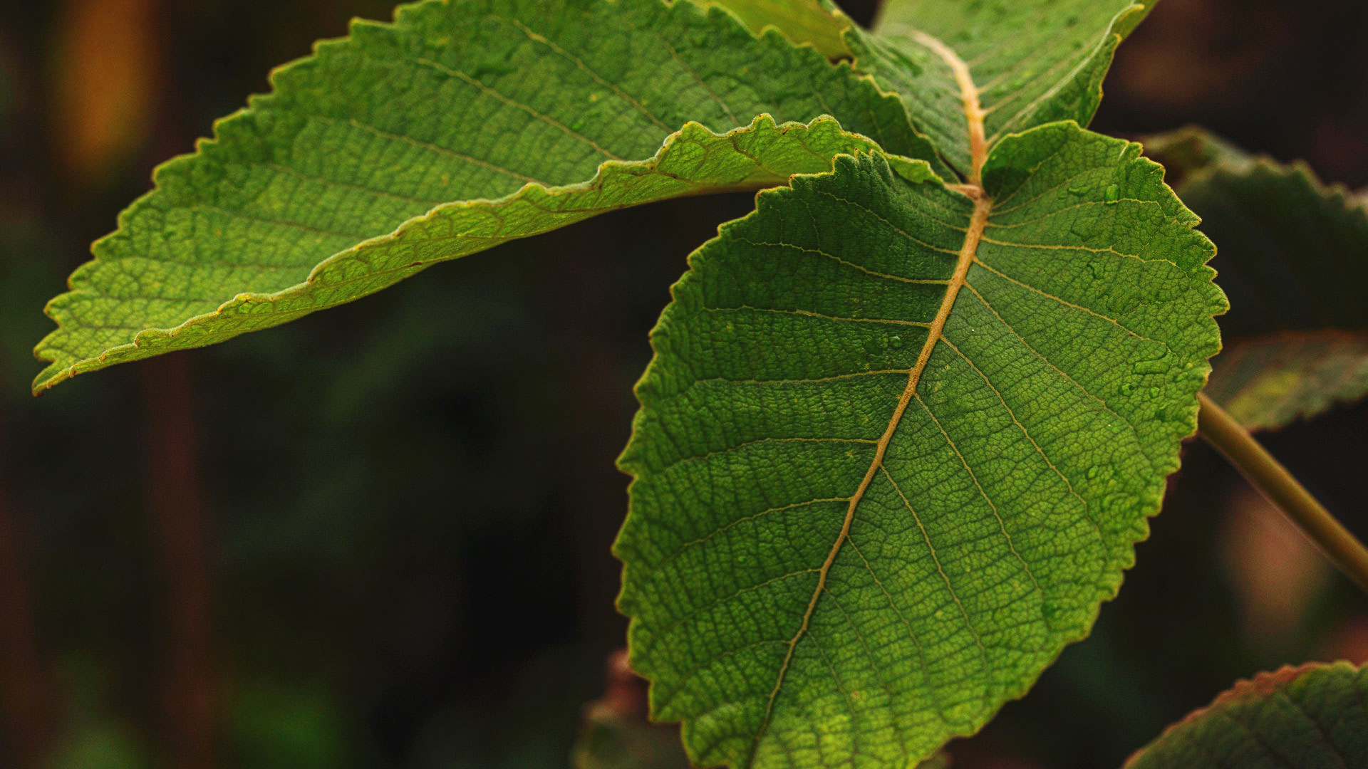 Folhas do pequi. Sua cor é verde-claro, as nervuras são amarronzadas, e suas bordas têm aparência serrada.