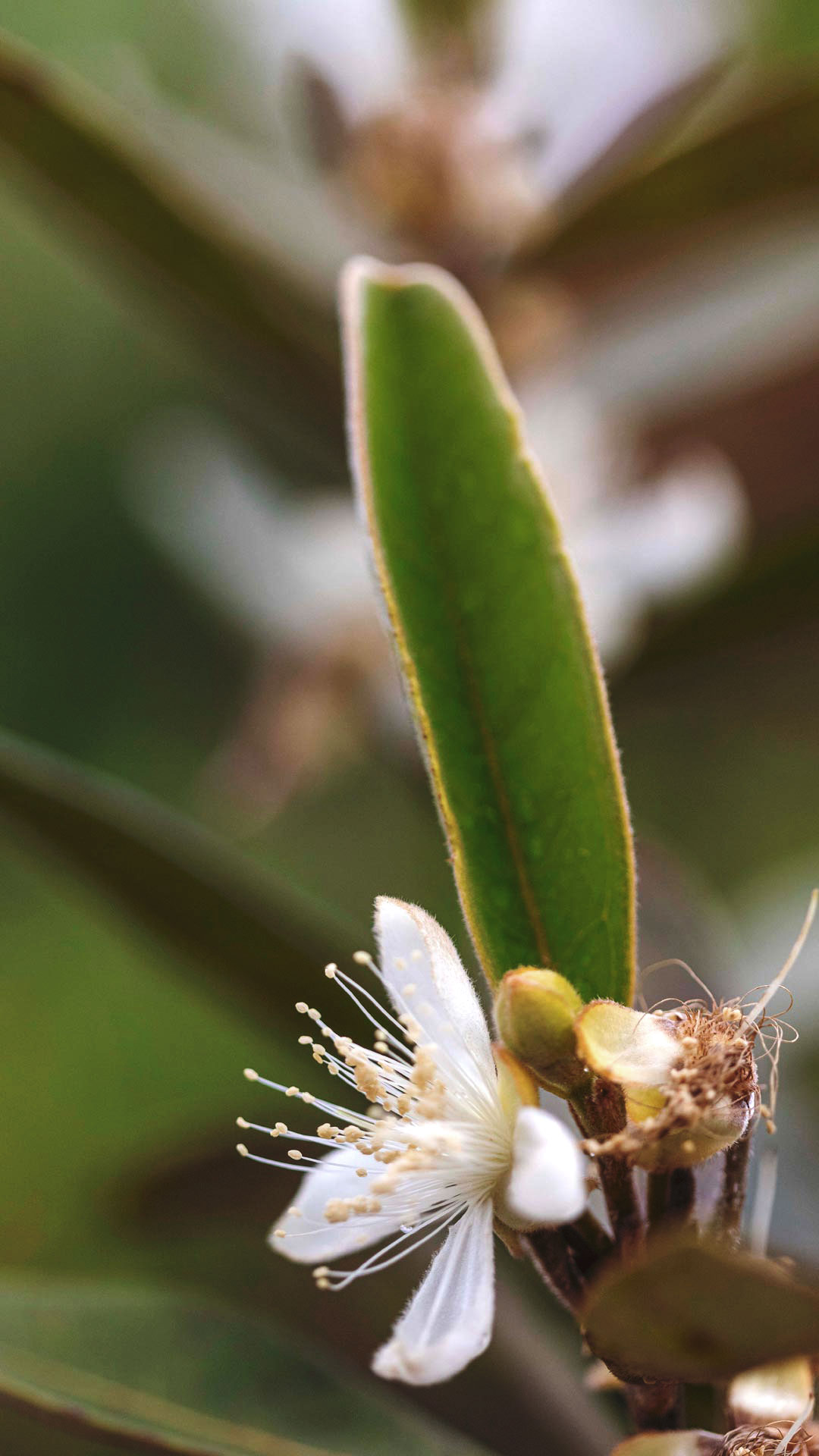 Detalhe na flor da perinha-do-cerrado: estames delicados, pétalas brancas e uma folha verde ciliada.