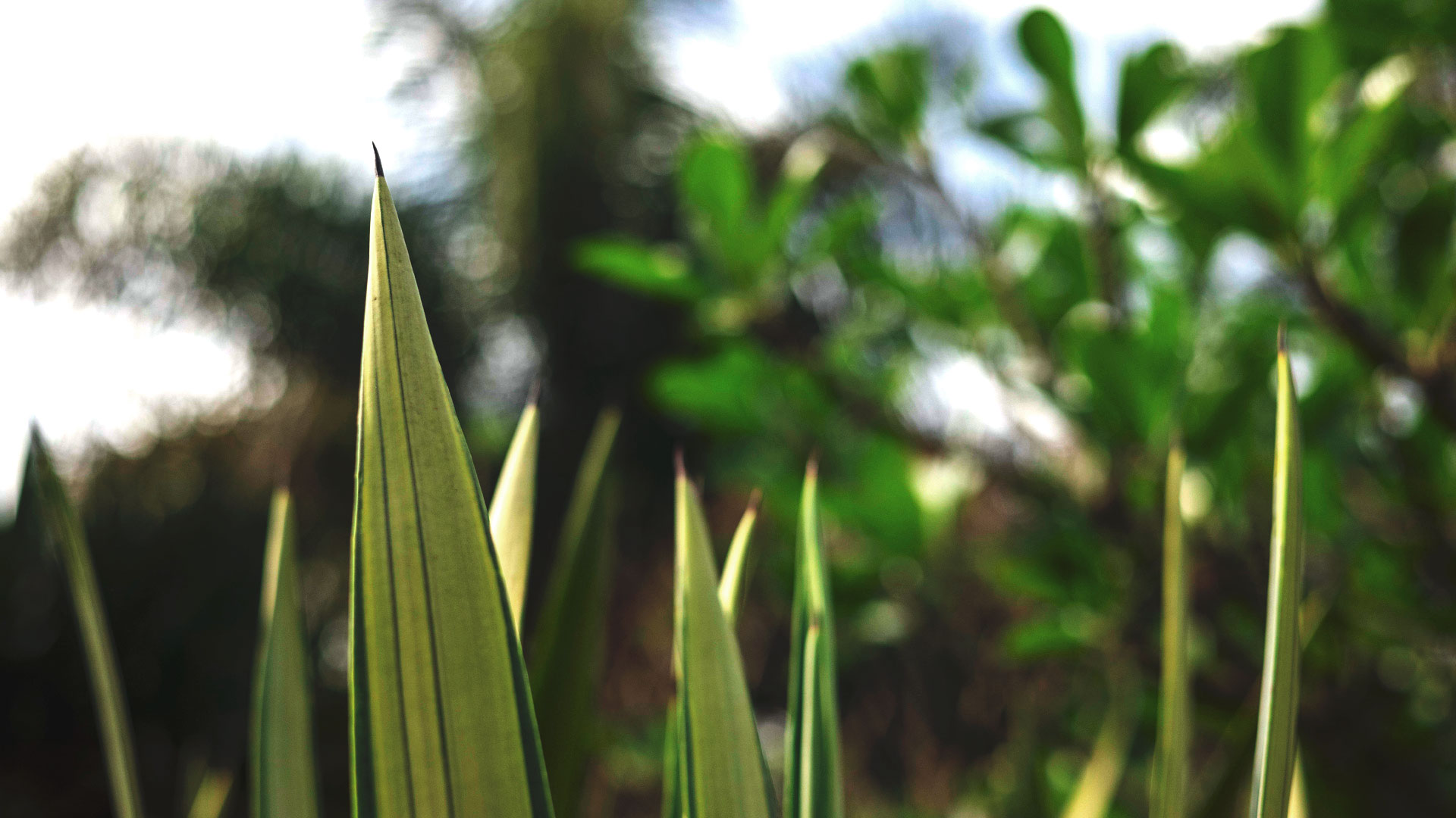 Detalhe das pontas de folhas de piteira.