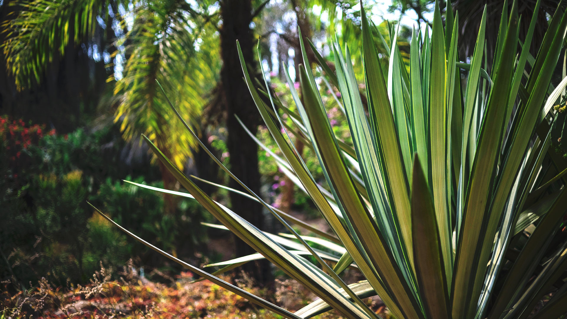 Folhas de piteira contrastando com o ambiente ao redor.