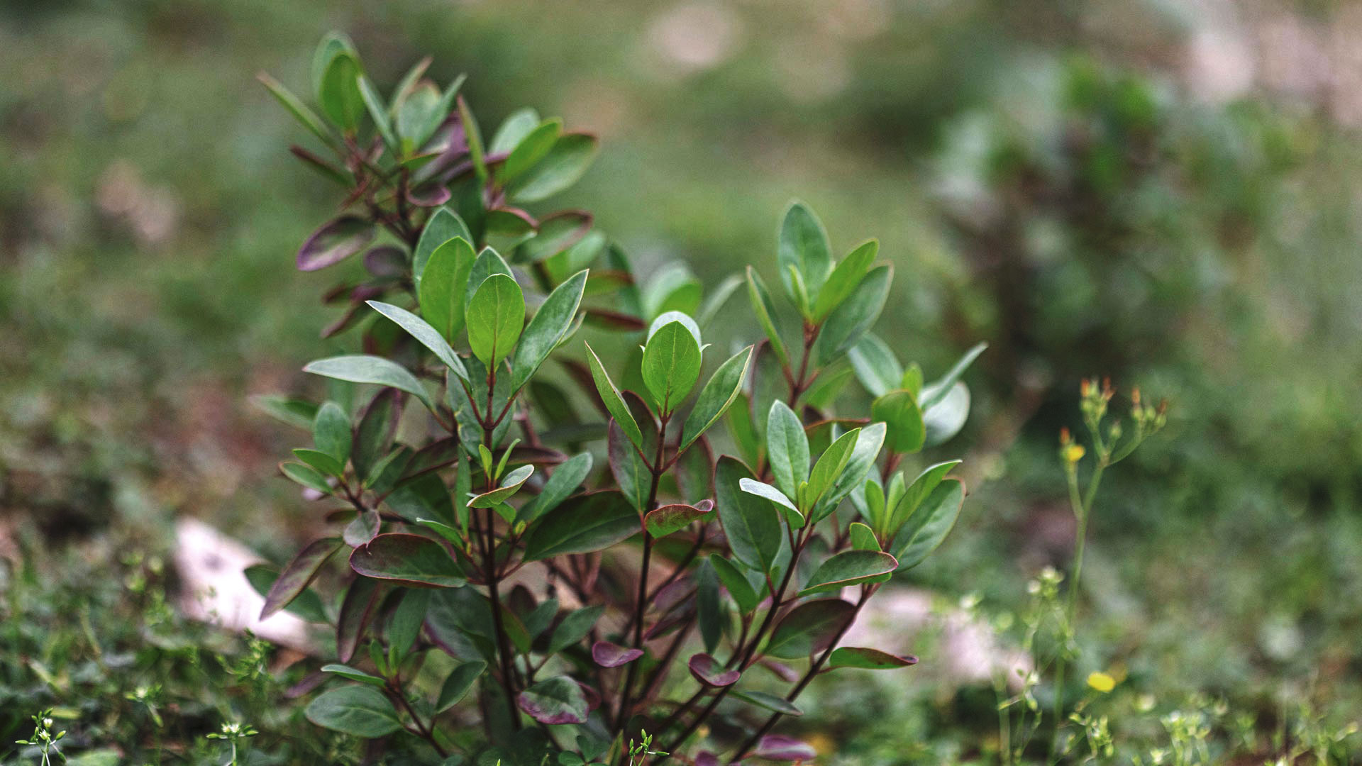 Ramos de resedá-amarelo agrupados, quase formando um buquê de plantas. Suas folhas são lisas, pequenas e arredondadas.