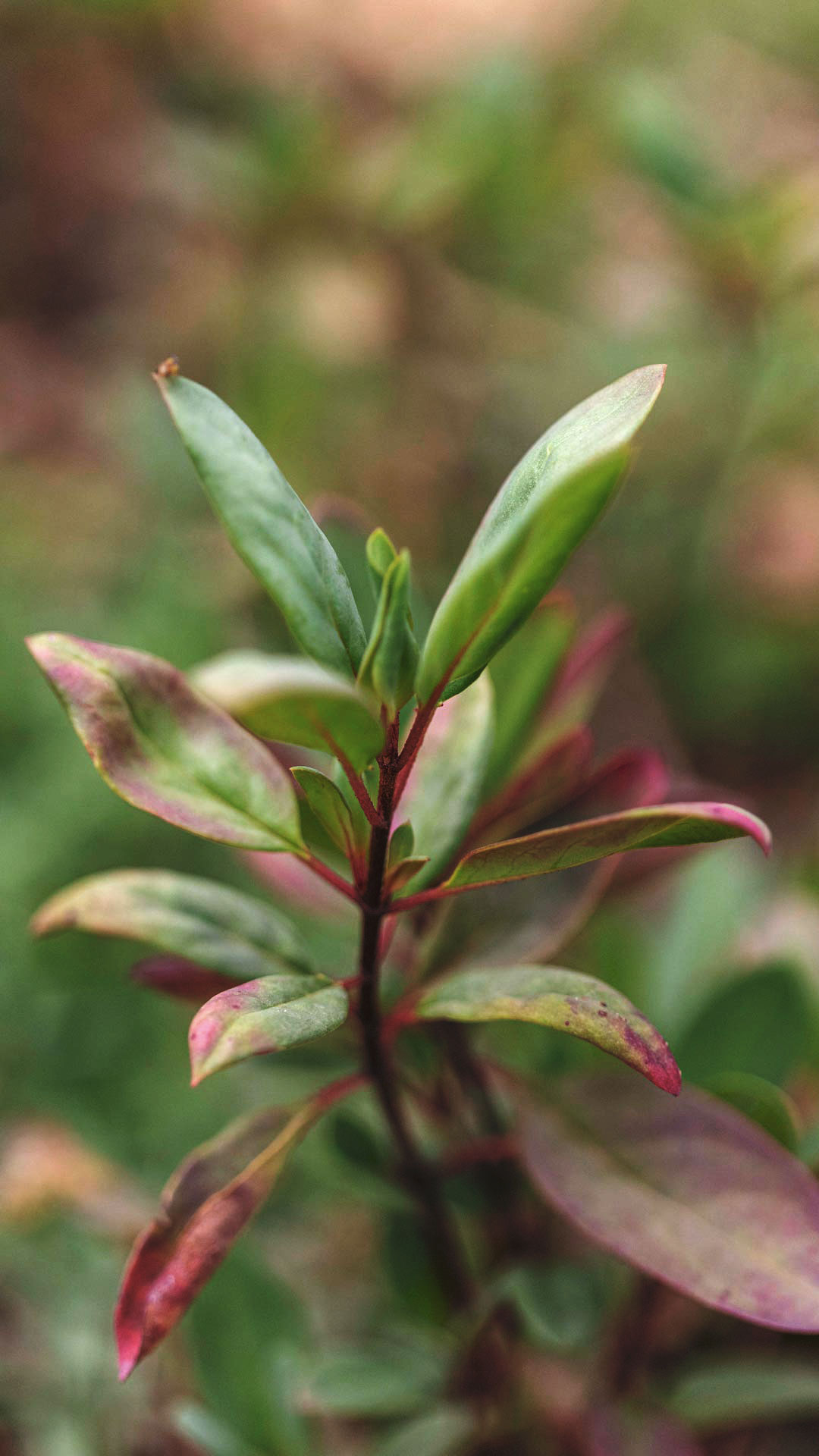 Detalhe da folha de resedá-amarelo, que varia entre tons de verde e roxo. Suas folhas são lisas, pequenas e arredondadas.