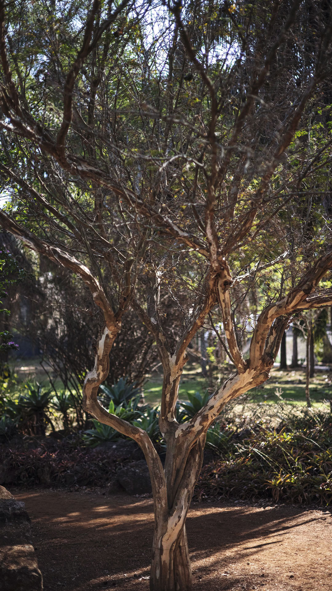Galhos tortos da tataré contrastando com folhas ao fundo.